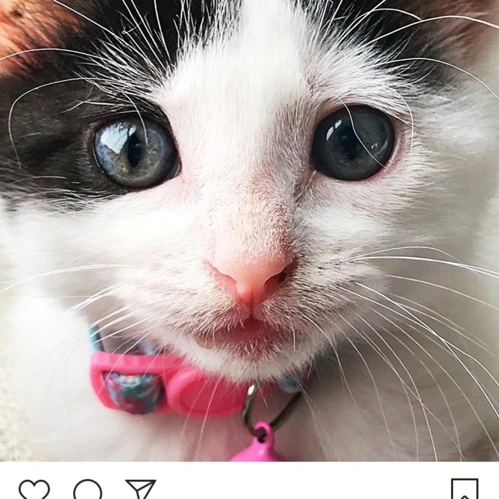 Meet your Posher, Dawn